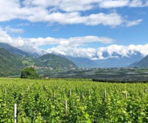 Ausblick auf die Weinreben in Südtirol