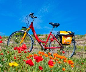 Eurobike Fahrrad in einem Blumenfeld