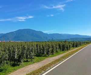 Etschradweg bei Bozen mit Obstplantage