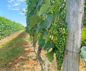 Lush vines in Piedmont