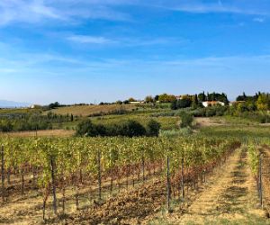 Blick über einen Weingarten in der Toskana (Montecatini)