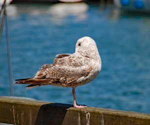 Gull by the water