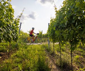 Radfahren zwischen den Weinreben in der schönen Natur