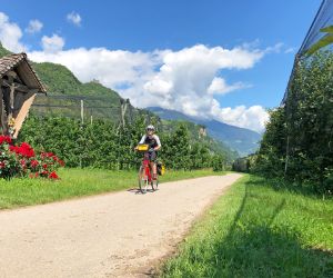 Radfahrer in Südtirol durch Apfelgärten