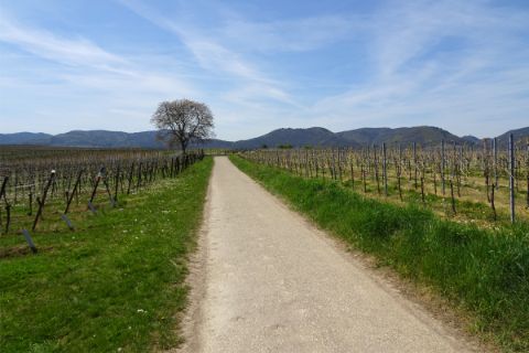 Radweg durch Weinreben in der Pfalz