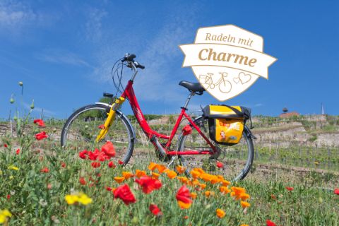 Bike in the vineyards