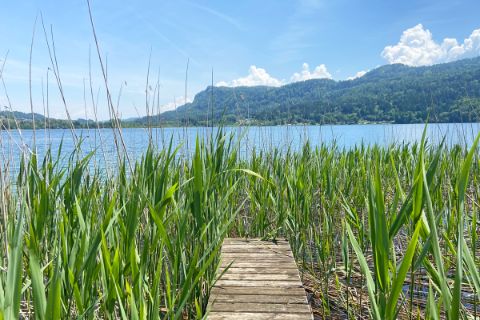 walk through reeds on the lake Faaker See