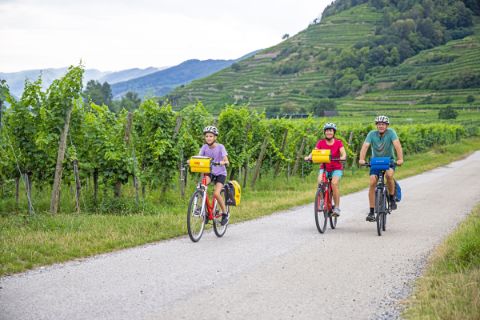 Radfahrer in der Wachau zwischen Weinreben