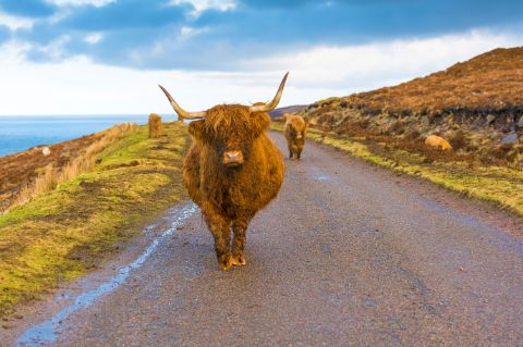 Highland cattles at the hiking trail in Scotland