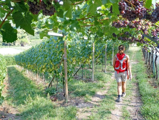 Wandern im Vinschgau durch blühende Weinreben