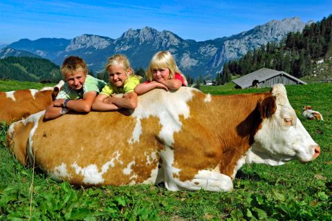 Kinder lehnen auf der Kuh auf der Alm