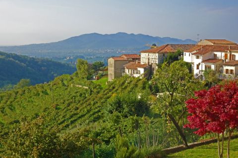 Weinanbau mit Dorf