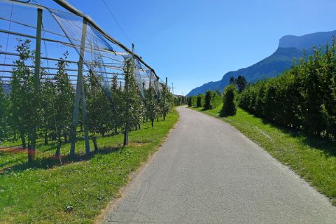 Fruit farm close to Lana
