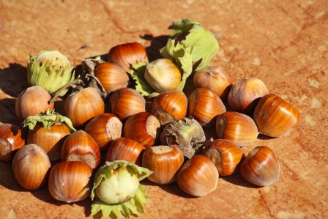 Hazelnuts from the Piedmont region