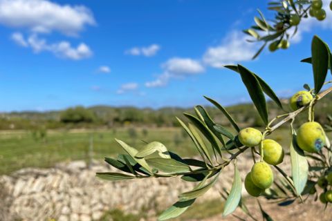 Olivenbaum bei Porto Cristo