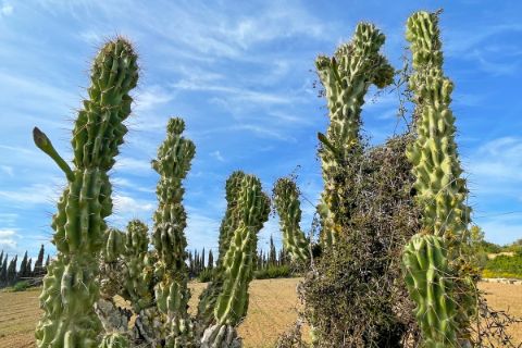 Cacti in Mallorca