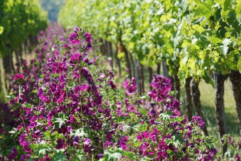 Blumen im Weingarten