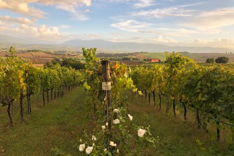 Vineyards in Umbria