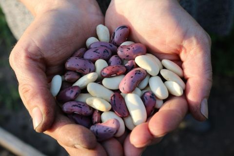 Beans from Tuscany