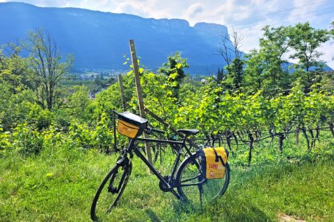 Eurobike-Rad zwischen Weinreben