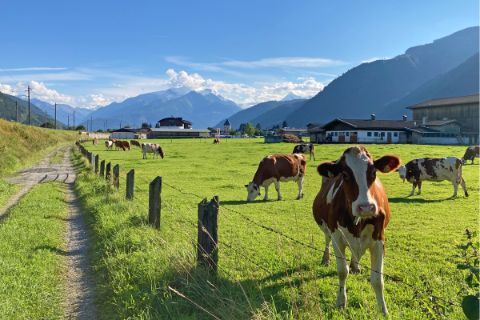 Pinzgauer Kühe