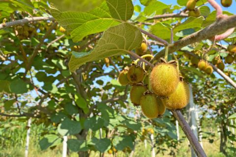 Kiwi-Frucht in Revello im Piemont