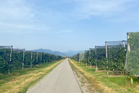 Orchards in Piedmont