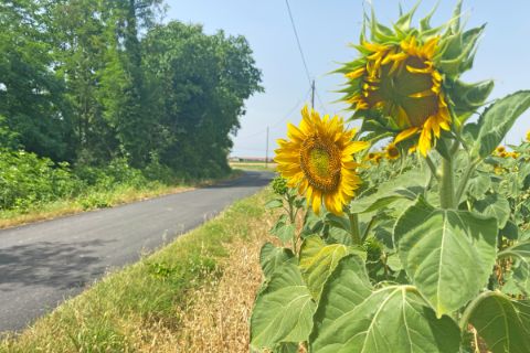 Sonnenblumen im Piemont