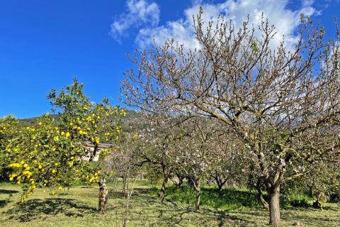 Lemon and almond trees in blossom
