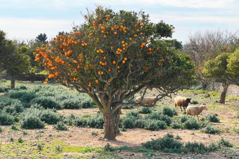 Orange tree with sheep