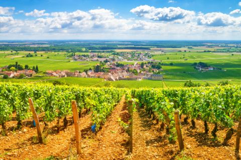 Traumhafte Ausblicke auf die Weinreben im Burgund