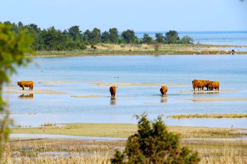 Buffalos in the lagoon