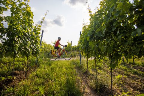 Radfahrerin in den Weinreben