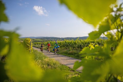 Cycling along the german wine road in the Palatinate