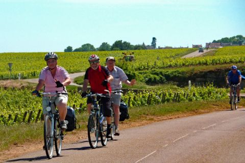 Cyclists in the vineyards