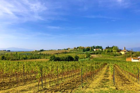 Vineyard in Umbria