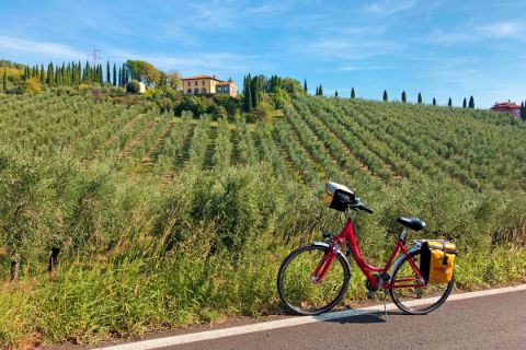 Bike in front of vineyards near Vinci