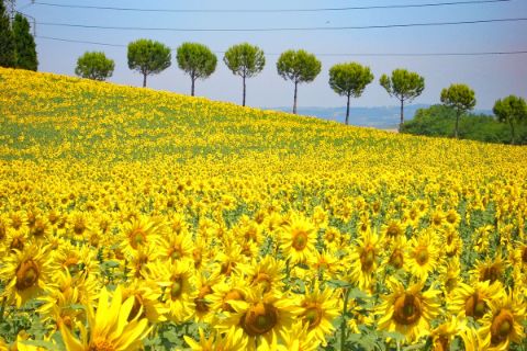 Field of sunflowers in Tuscany