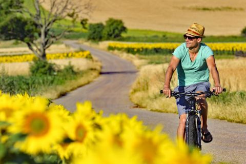 Radfahrer fährt an Sonnenblumenfeld vorbei