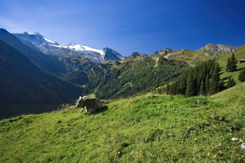 Kuh vor atemberaubenden Alpenpanorama