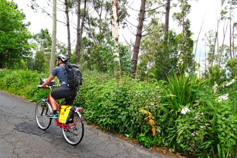 Cyclist in front of opulent vegetation