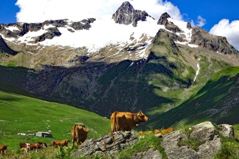 Freilaufende Kühe in den Alpen