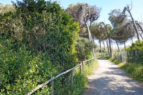 Pinienbaum-Allee in der Toskana