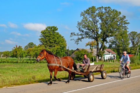 Horse-drawn carriage on cycle path