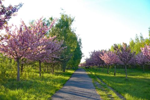 Radweg mit Obstbaumblüte