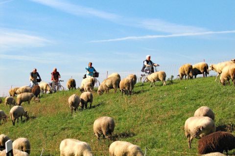 Cyclists passing a flock of sheep near Hamburg