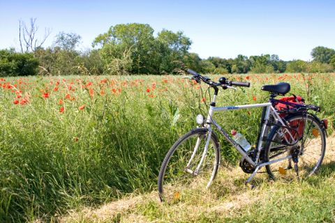 Poppy seed field with bike