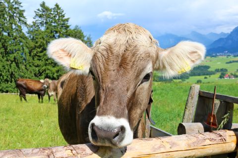Brown Allgäu cow