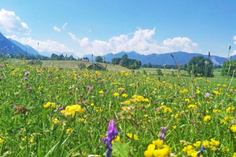 Blumenwiese auf der Radtour von München zum Gardasee