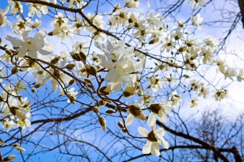 Weiße Magnolien Blüten